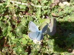 Pseudophilotes baton