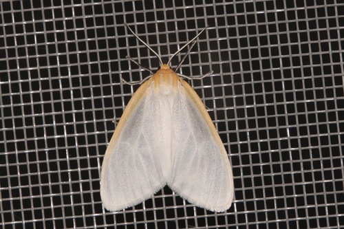 Delicate Cycnia Moth