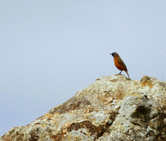Monticola rupestris
