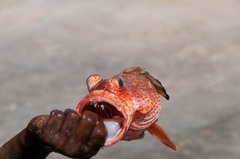 Epinephelus guttatus