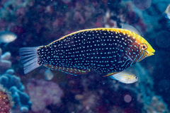 Bluespotted Wrasse photo 3