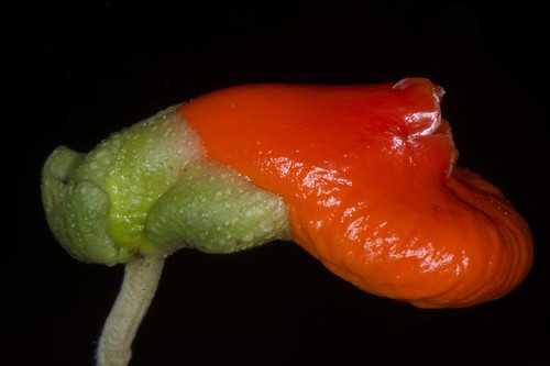 Gasteranthus pansamalanus