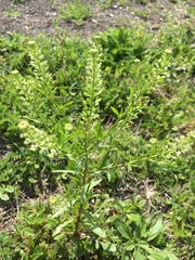 Lepidium virginicum