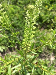 Lepidium virginicum