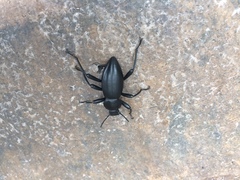 Coelocnemis dilaticollis