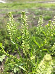Lepidium virginicum