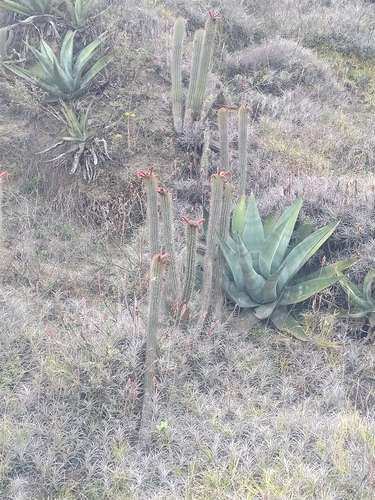 Borzicactus sepium observed 2023-11-08