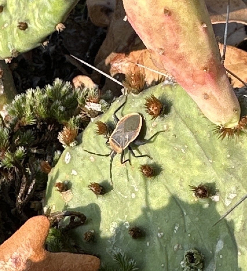 Cactus Coreid Bug from NE 650 Rd, Lowry City, MO, US on September 17 ...