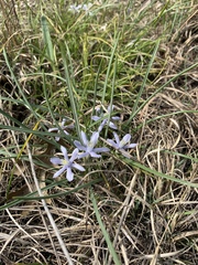 Androstephium coeruleum