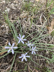 Androstephium coeruleum