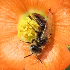 Calliopsis subalpina