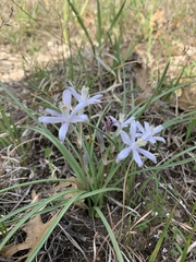 Androstephium coeruleum