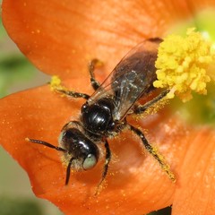 Calliopsis subalpina