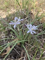 Androstephium coeruleum