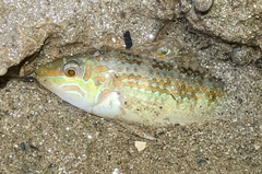 Earmuff Wrasse photo 3