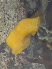 Doris wellingtonensis