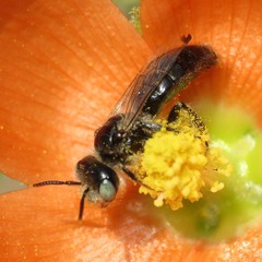 Calliopsis subalpina