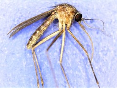 Culiseta melanura