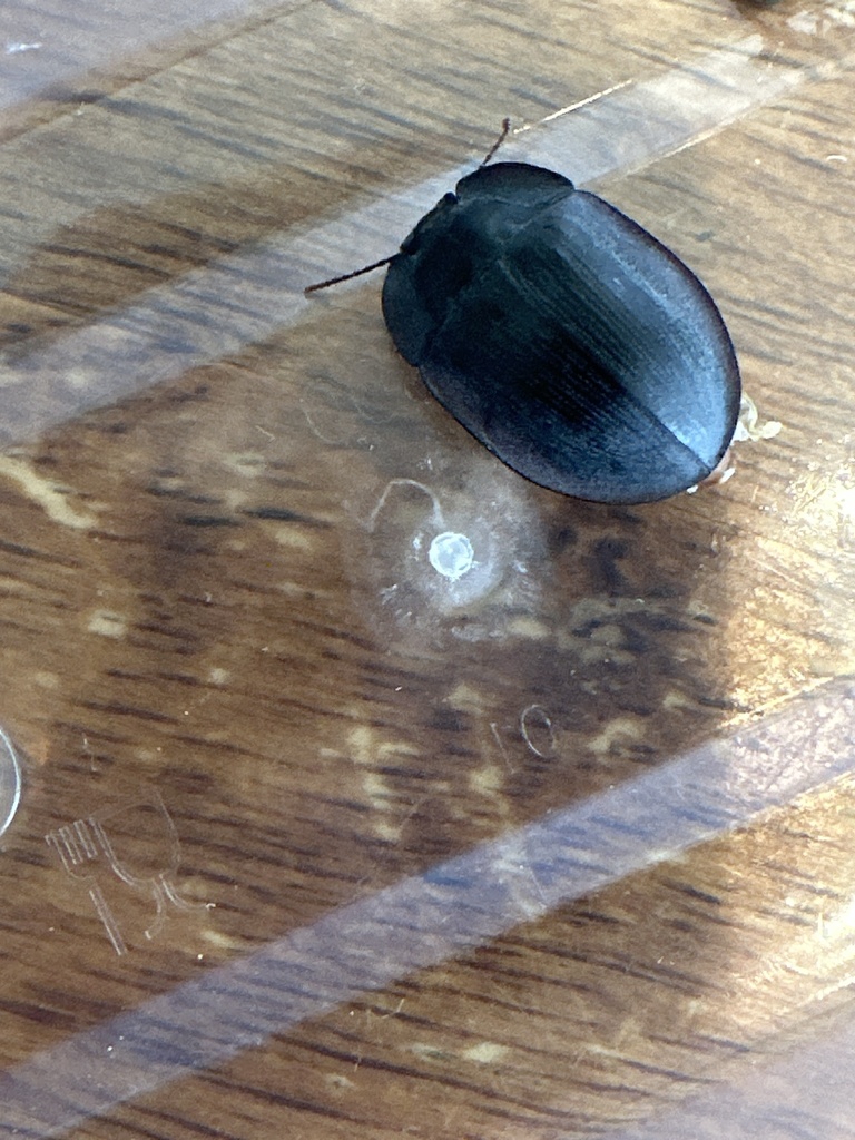 blue piedish beetles from Proto Av, Lithgow, NSW, AU on November 9