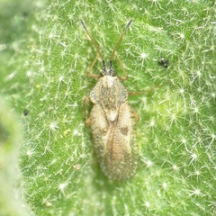 Gargaphia iridescens