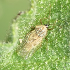Gargaphia iridescens