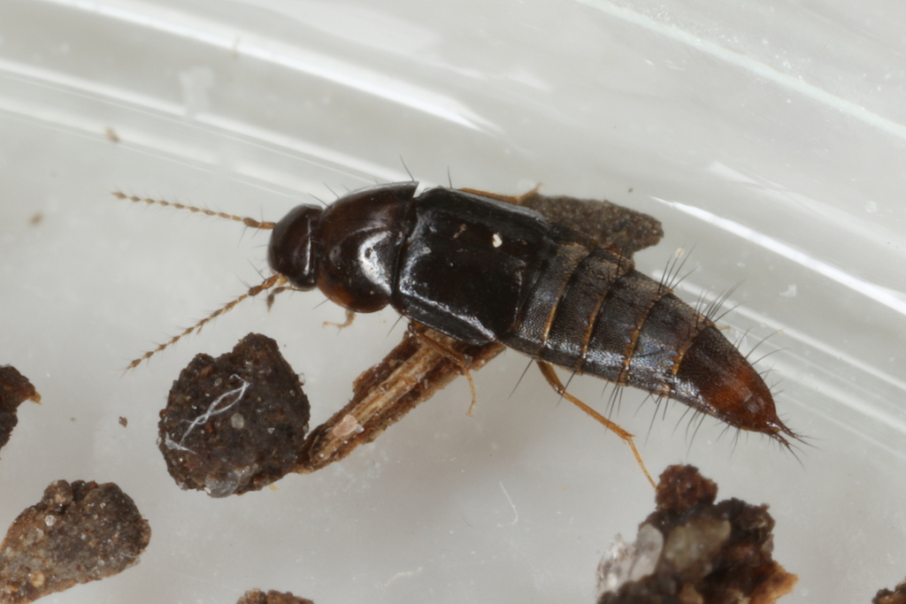 Habrocerinae