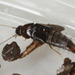 Habrocerus - Photo (c) Donald Hobern, some rights reserved (CC BY)