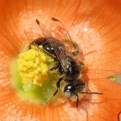 Calliopsis subalpina