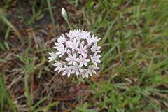 Allium drummondii