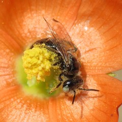 Calliopsis subalpina