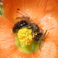 Calliopsis subalpina