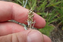 Gamochaeta calviceps