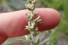 Gamochaeta calviceps