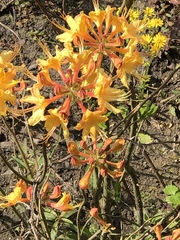 Rhododendron calendulaceum