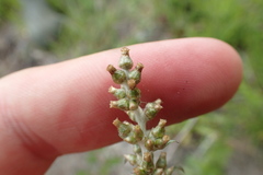 Gamochaeta calviceps