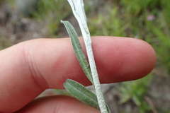 Gamochaeta calviceps