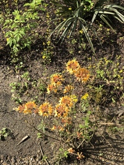 Rhododendron calendulaceum