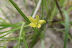 Hypoxis rigida