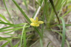 Hypoxis rigida