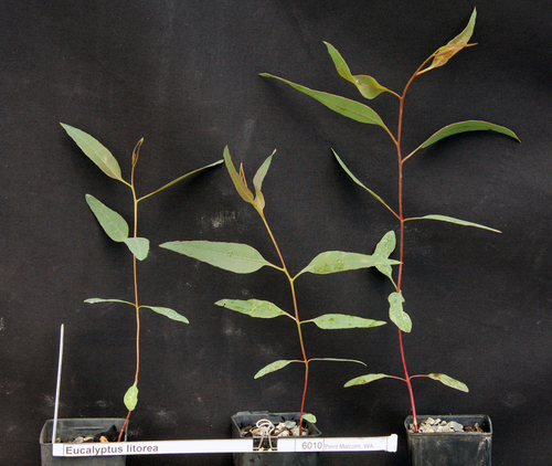 Eucalyptus litorea 2