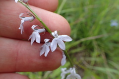Lobelia appendiculata