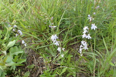 Lobelia appendiculata