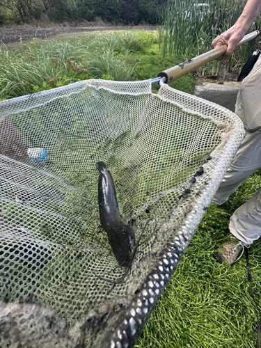 Clarias fuscus, 2023-09-27