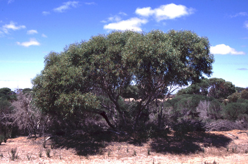 Eucalyptus litorea