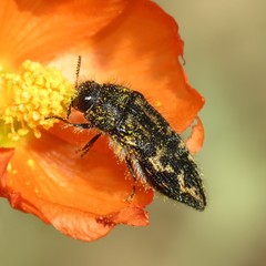 Acmaeodera cuneata