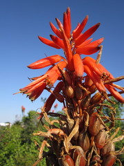 Aloe pluridens