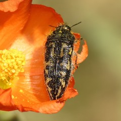 Acmaeodera cuneata