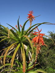 Aloe pluridens