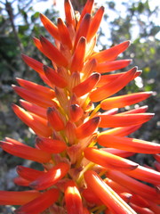 Aloe pluridens