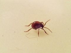 Gibbium aequinoctiale